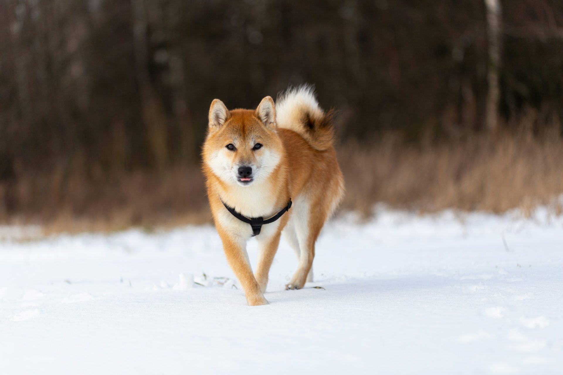 Dogecoin RSI Returns To Pre-Launch Levels, Analyst Says Next Major Surge Is Close