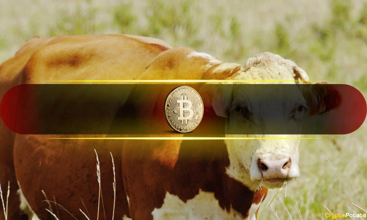 Bullish Sentiment Returns as BTC Nears $70K But Is it a Bull Trap?